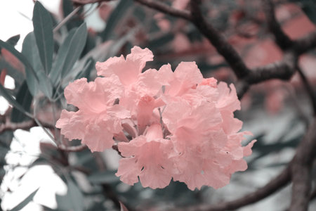 pink flowers in the gardenの写真素材
