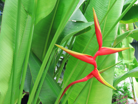 red flower. flower. red and green flower. red flower and green background. flower and green. red flower Leaves green. flower and Leaves greenの写真素材