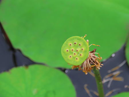 lotus. lotus flower. green lotus flower. lotus flower green background. lotus flower and water. one lotus flower. yellow lotus flowerの写真素材
