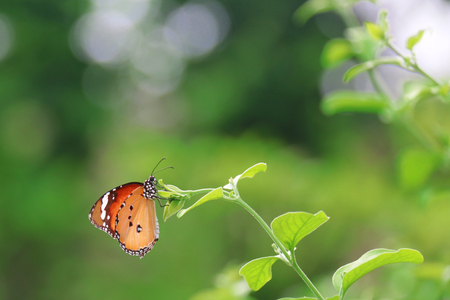 Butterfly.Orange Butterfly. Butterfly sugar. white Butterfly. Butterfly one. Butterfly catch leaves. Butterfly catch leaves in garden.の写真素材