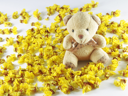 Cassia Flower in summer Cassia flower bearの写真素材