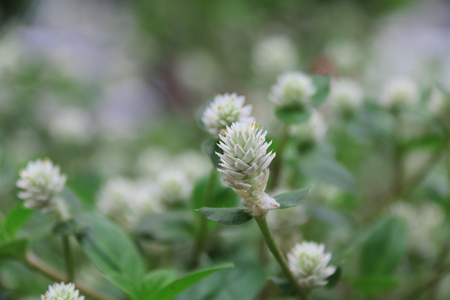 white flower, white flower in gardenの写真素材