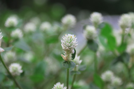 white flower, white flower in gardenの写真素材