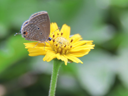Closeup butterfly on flower, selective focusの写真素材