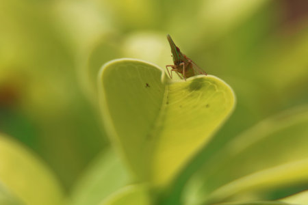 grasshopper selective focus