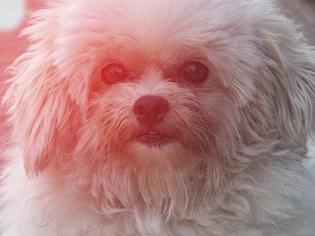 Lovely white dogの写真素材