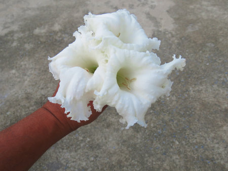 white flower in hand