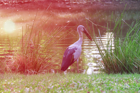 heron standing in the gardenの写真素材