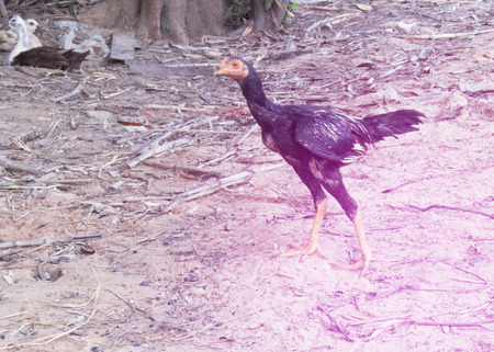 Portrait of black chicken. Real chicken in the farmの写真素材