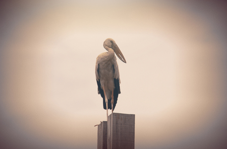 stork sun light in soft focus.の写真素材