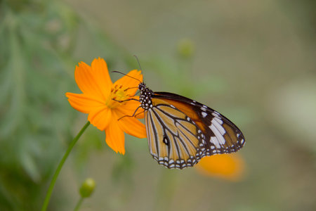 Closeup butterfly on flower