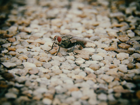 macro of big fly are spraying water on stone.の写真素材
