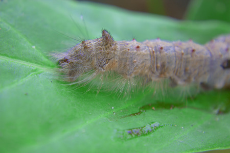 Portrait of hairy caterpillar in green backgroundの写真素材