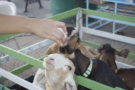 Goat farmer bottle feeds milk to a baby goat by hand.の写真素材