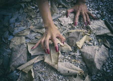 Horror and Halloween theme: terrible dirty hand with red fingernails zombie crawls out of dry leaves, walking dead apocalypseの写真素材