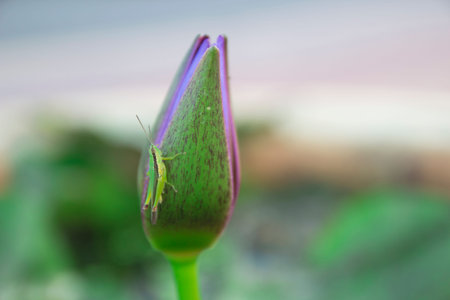 Green and Brown Grasshopper on Lotus Flower