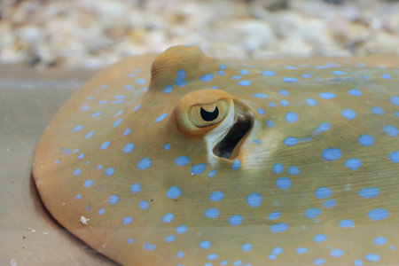 Bluespotted ribbontail stingray (Taeniura lymma)