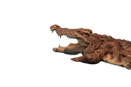 Crocodile isolated white background.の写真素材