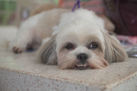 White dog lying on the tableの写真素材