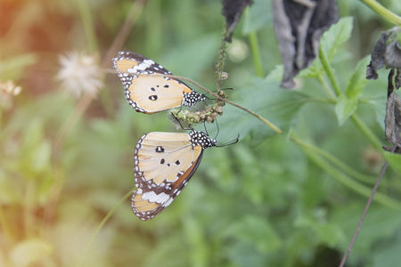 Monarch butterfly on a tropical plantの写真素材