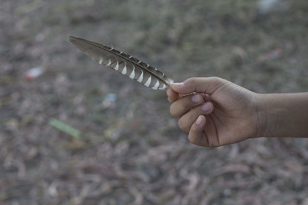 The man's hand handle the chicken's featherの写真素材