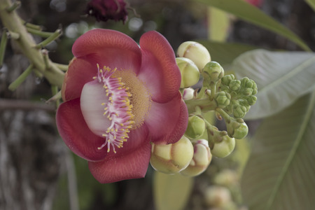 Sal flowers blooming on the branches filled with tiny stalks.の写真素材