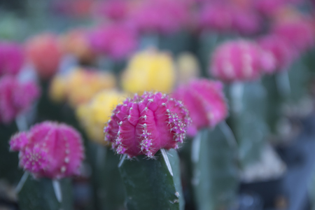 Colorful cactus in pot background.の写真素材