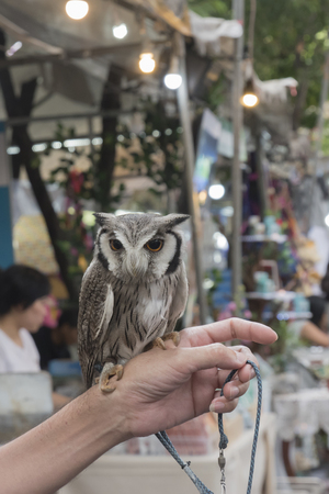Pet Owl sitting on the handの写真素材