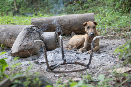 dog sitting by the fire.の写真素材