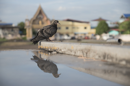 Dove with water reflectionの写真素材