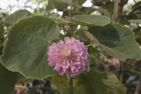 pink flowers in the garden soft focus.の写真素材