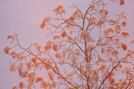 Pink flower of Thailand name is Chompoo Pantip fantasy effects applied.