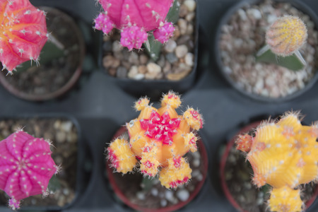 Colorful of cactus at Flower marketの写真素材