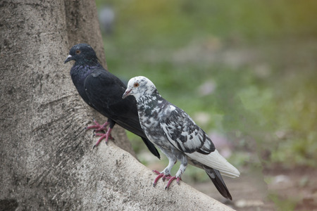 Pigeon on the Park in Bangkokの写真素材