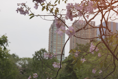 Pink flower of Thailand name is "Chompoo Pantip" sun light in soft focus.の写真素材