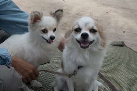 Two white dogs happy on the beach