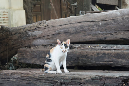 Beautiful Thai cat sitting on the wood stair .の写真素材