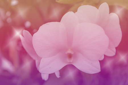 The Rainbow Flower Ring Fring frung Valentine Background sweet colorの写真素材