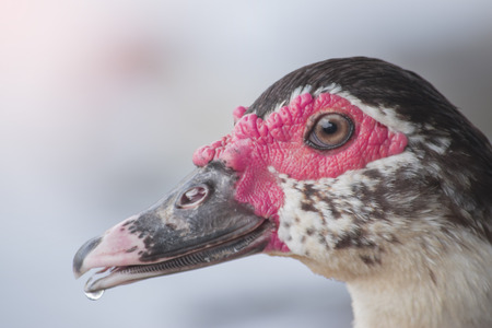 Beautiful Muscovy duck with selective and soft focus.の写真素材