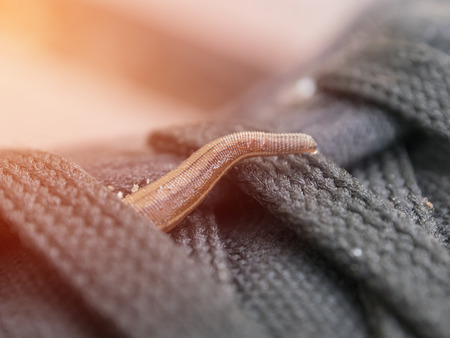 Land leeches or Slug (Haemadipsa sylvestris) is moving on my shoeの写真素材