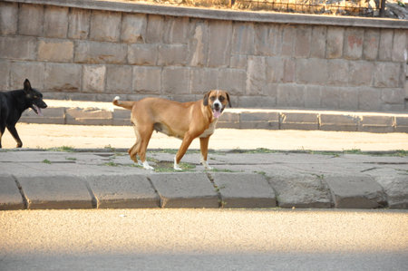 beautiful dogs living on the streetの写真素材