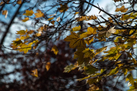 The Last Leaves of Fall