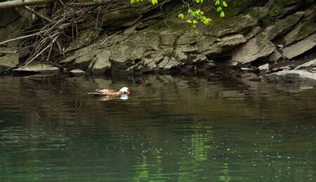 Love the Ducksの写真素材