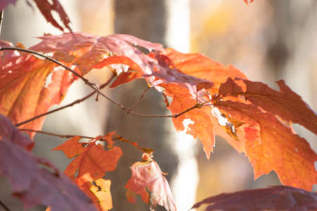 Daytime close up shots of various types of fall foliageの写真素材