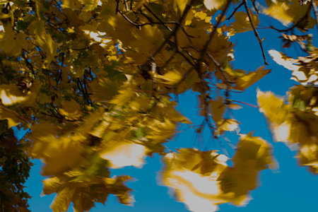 Daytime close up photos of autumn leaves on the treeの写真素材