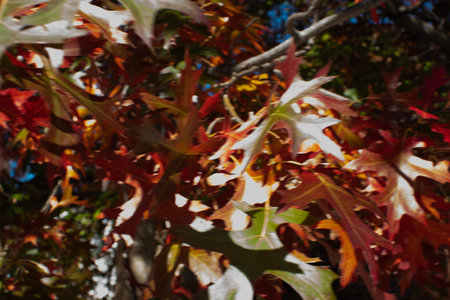 Daytime close up photos of autumn leaves on the treeの写真素材
