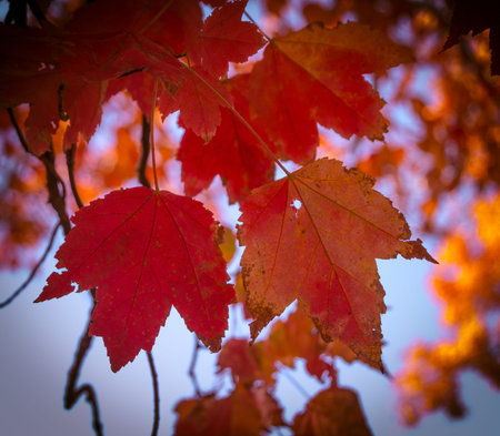 Autumn maple leaves on the background of blue sky. Shallow depth of field