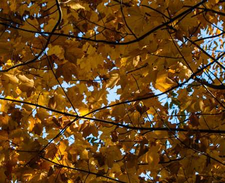 Yellow maple leaves on the branches of the tree in the autumn forestの写真素材