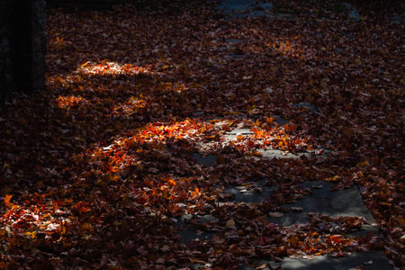 Fallen leaves on the ground in the park. Autumn background.の写真素材