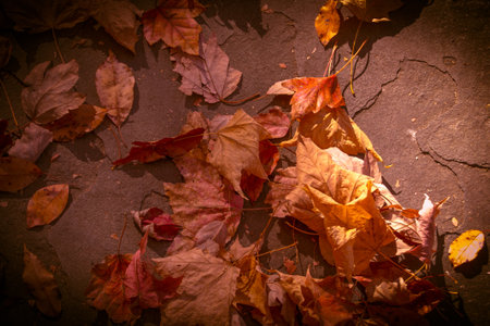 Fallen leaves on the ground. Autumn background. Toned.の写真素材